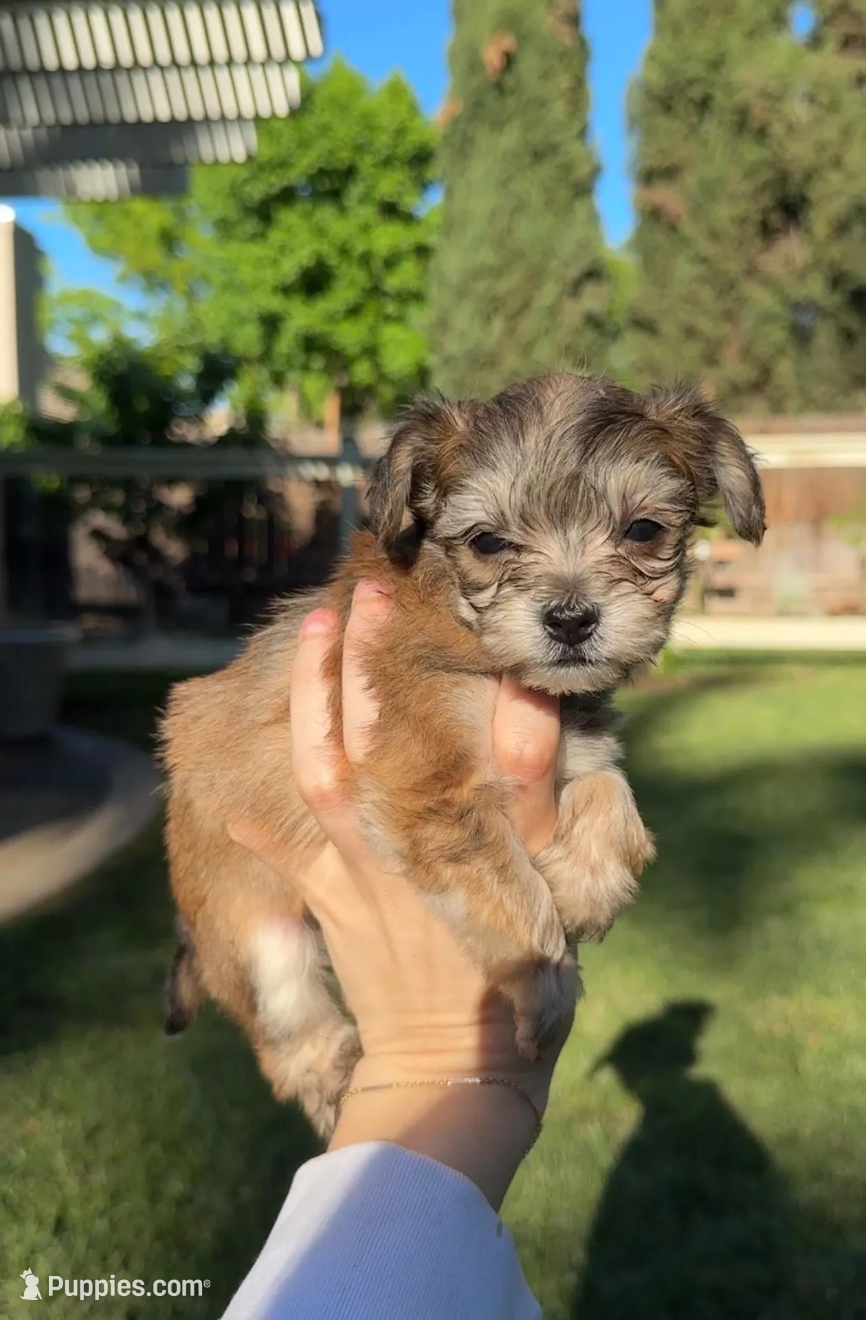 Ollie – Yorkipoo puppy for sale in Roseville, CA