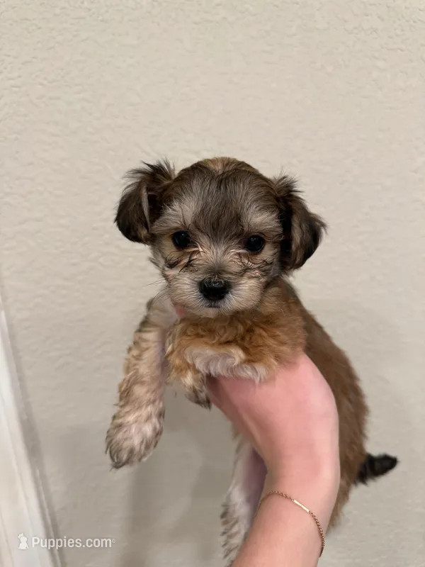 Ollie – Yorkipoo puppy for sale in Roseville, CA