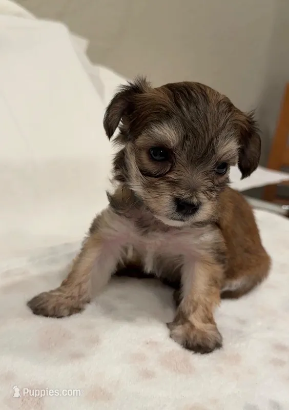 Baby Blue , a male Yorkipoo for sale in Roseville, CA – Photo 1 of 4