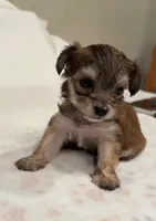 Baby Blue , a male Yorkipoo for sale in Roseville, CA – Photo 1 of 4