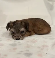 Baby Blue , a male Yorkipoo for sale in Roseville, CA – Photo 4 of 4