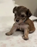 Baby Blue , a male Yorkipoo for sale in Roseville, CA – Photo 2 of 4