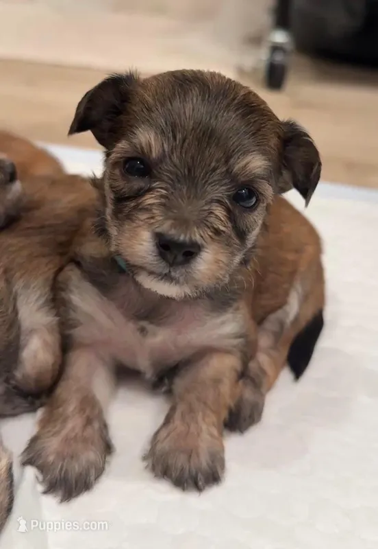 Baby Blue  – Yorkipoo puppy for sale in Roseville, CA