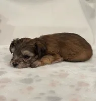 Baby Blue , a male Yorkipoo for sale in Roseville, CA – Photo 3 of 4