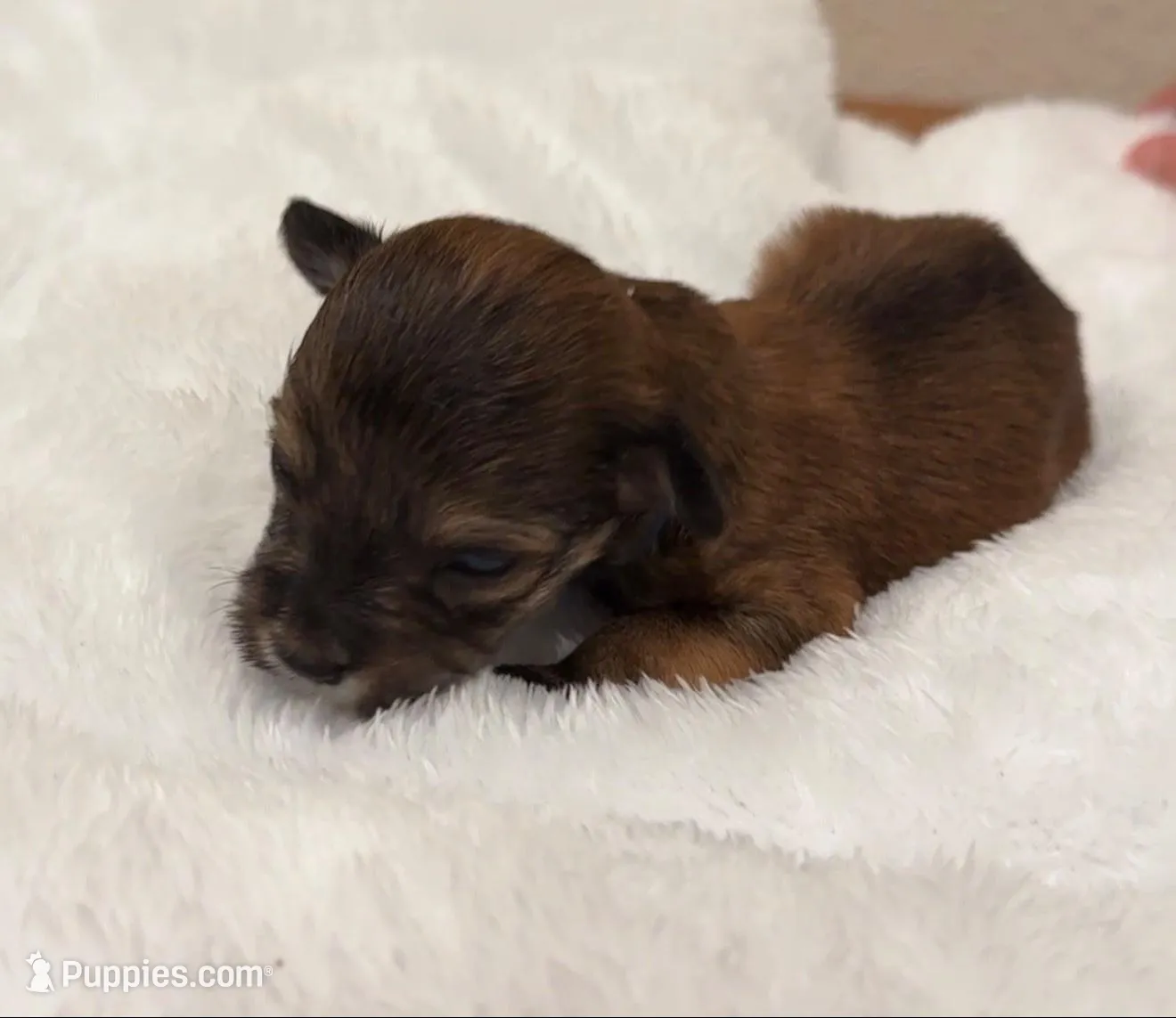 Milo, a male Yorkipoo and Yorkshire Terrier for sale in Roseville, CA – Photo 6 of 7
