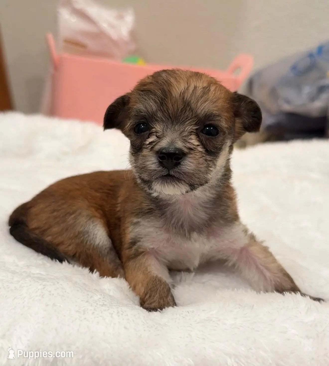 Teddy, a male Yorkipoo and Yorkshire Terrier for sale in Roseville, CA – Photo 5 of 7