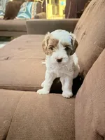 processed/377fd6f8-174f-4a97-b94e-13959b334527/listing/f9c0ab1a-a5f6-4af6-8507-f4f246adc673/262d556b-dab1-445c-9525-63897dcb236c