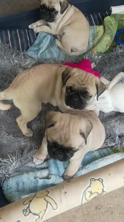 Puppies, a male Pug for sale in Oregon City, OR – 1 of 1