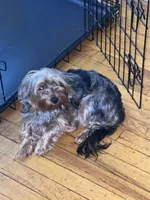 Marble, a female Yorkshire Terrier for sale in Mokena, IL – 2 of 2