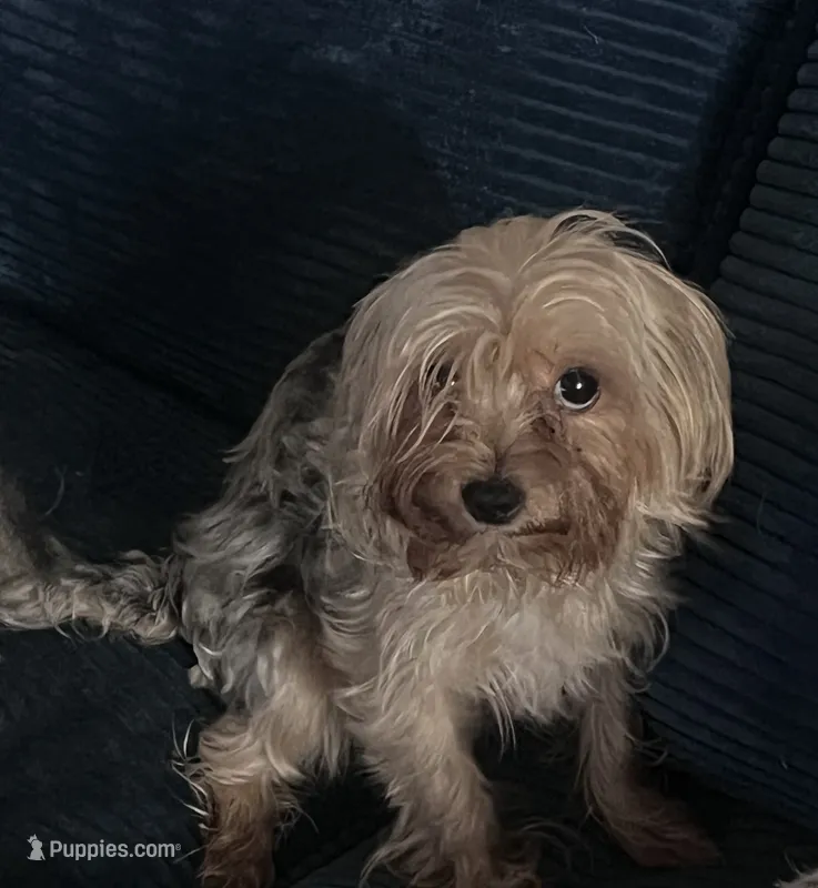 Chew Bella – Yorkshire Terrier puppy for sale in Mokena, IL