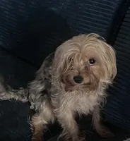 Chew Bella, a female Yorkshire Terrier for sale in Mokena, IL – 1 of 2