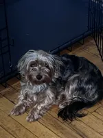 Marble, a female Yorkshire Terrier for sale in Mokena, IL – 1 of 2
