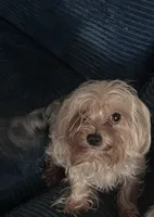 Chew Bella, a female Yorkshire Terrier for sale in Mokena, IL – 2 of 2