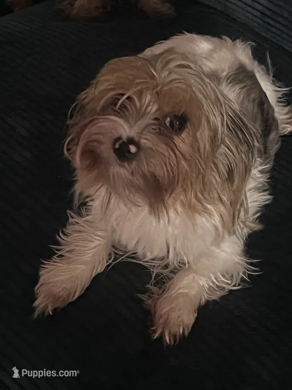Nibbles Jr – Yorkshire Terrier puppy for sale in Mokena, IL