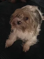 Nibbles Jr, a female Yorkshire Terrier for sale in Mokena, IL – 1 of 1