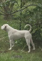 Bruce, a male American Bulldog for sale in Anoka, MN – 2 of 2