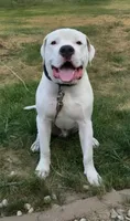 Bruce, a male American Bulldog for sale in Anoka, MN – 1 of 2