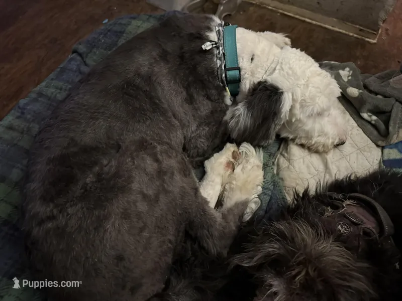 Alina, a female Sheepadoodle for sale in San Antonio, TX – Photo 1 of 2