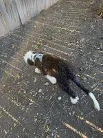 Alina, a female Sheepadoodle for sale in San Antonio, TX – Photo 2 of 2