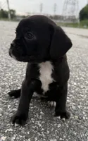 mia, a female Chihuahua and Pug for sale in Winston-Salem, NC – 2 of 5