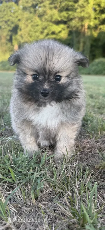 Nala – Pomeranian puppy for sale in Winston-Salem, NC
