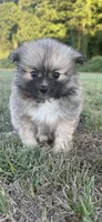 Nala, a female Pomeranian for sale in Winston-Salem, NC – 1 of 9
