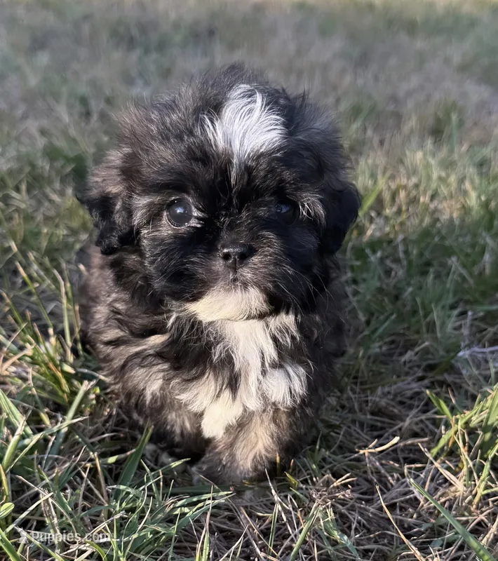 bella (shih-poo) – Shih Tzu, Poodle - Toy  puppy for sale in Winston-Salem, NC