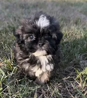 bella (shih-poo), a female Shih Tzu and Poodle - Toy  for sale in Winston-Salem, NC – 1 of 9