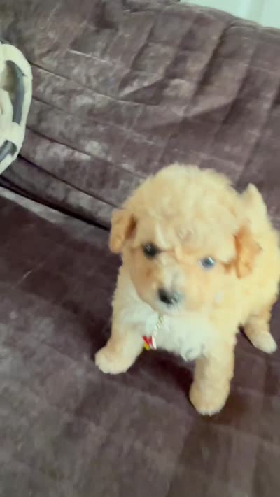 Luke, a male Poodle - Toy  for sale in Greensboro, NC – 2 of 10