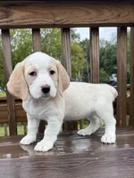 mimi, a  Basset Hound and Dachshund for sale in Greensboro, NC – 7 of 9