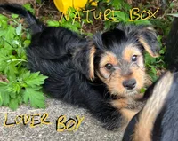 marlo (shorkie), a male Shih Tzu and Yorkshire Terrier for sale in Winston-Salem, NC – 2 of 2