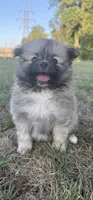 Nala, a female Pomeranian for sale in Winston-Salem, NC – 4 of 9