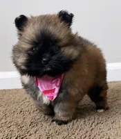 tiny (tea cup Pomeranian), a female Pomeranian for sale in Greensboro, NC – Photo 6 of 7
