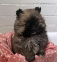 tiny (tea cup Pomeranian), a female Pomeranian for sale in Greensboro, NC – Photo 7 of 7