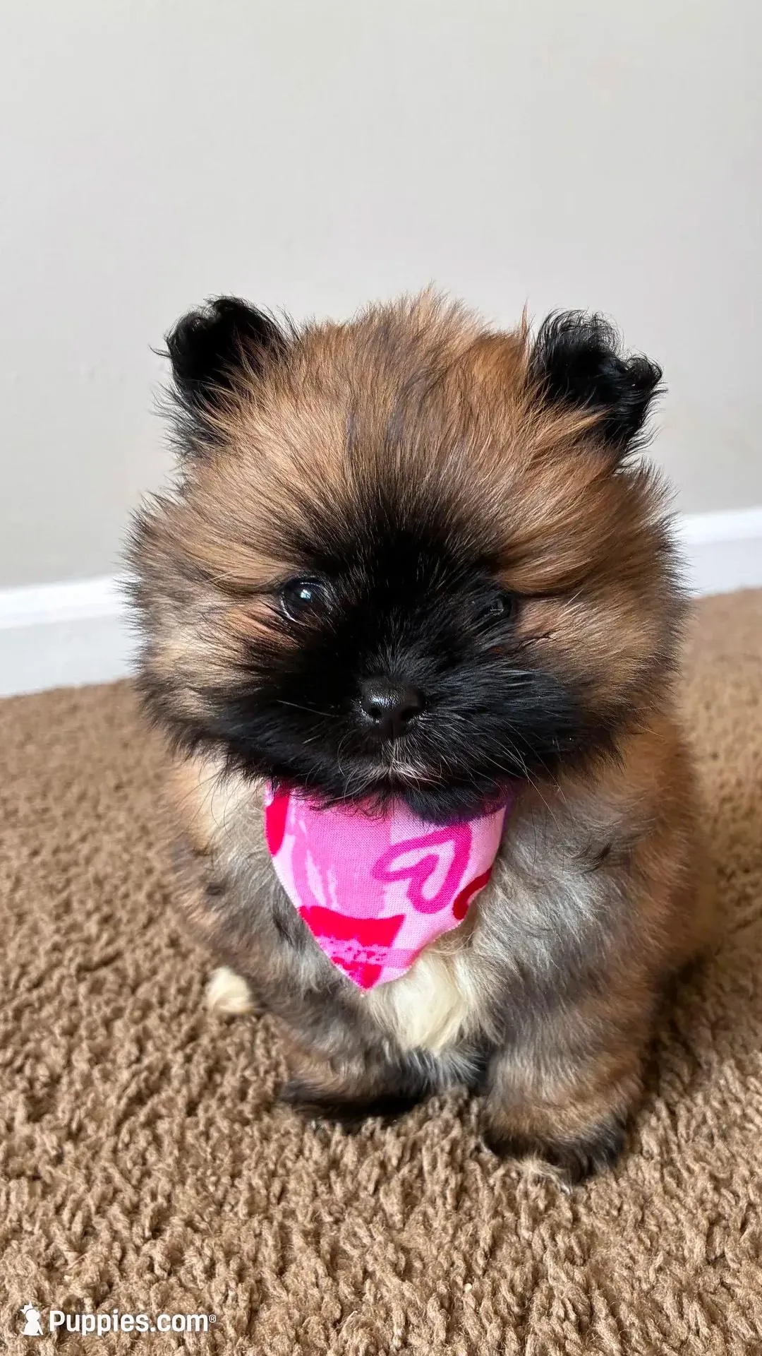 tiny (tea cup Pomeranian), a female Pomeranian for sale in Greensboro, NC – Photo 3 of 7