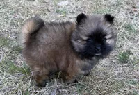 tiny (tea cup Pomeranian), a female Pomeranian for sale in Greensboro, NC – Photo 4 of 7