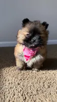 tiny (tea cup Pomeranian), a female Pomeranian for sale in Greensboro, NC – Photo 5 of 7
