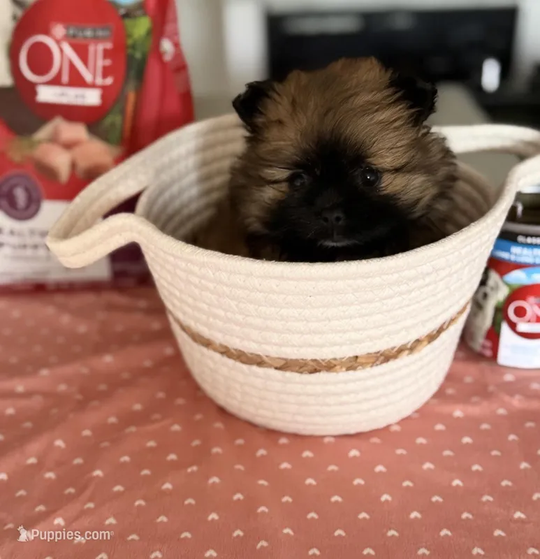 tiny (tea cup Pomeranian), a female Pomeranian for sale in Greensboro, NC – Photo 1 of 7
