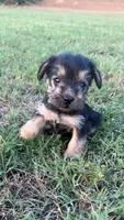 julie (snorkie), a female Miniature Schnauzer and Yorkshire Terrier for sale in Winston-Salem, NC – 3 of 5