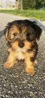 teddy (shorkie puppy), a male Shih Tzu and Yorkshire Terrier for sale in Winston-Salem, NC – 7 of 9