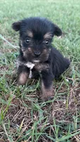 chu-chu, a male Yorkshire Terrier for sale in Winston-Salem, NC – 4 of 6