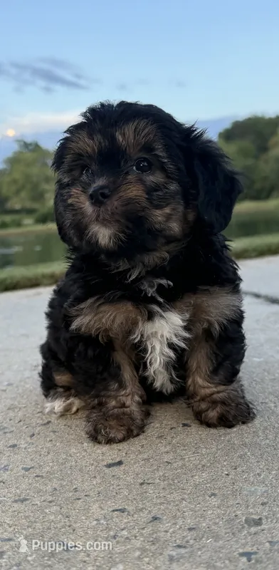 mya – Shih Tzu, Yorkshire Terrier puppy for sale in Winston-Salem, NC