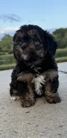 mimi, a female Shih Tzu and Yorkshire Terrier for sale in Winston-Salem, NC – 4 of 8
