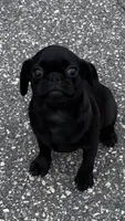 Nala, a female Pug for sale in Winston-Salem, NC – 4 of 9