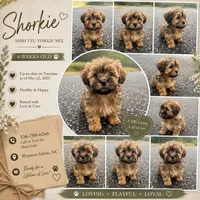 louie (shorkie), a male Shih Tzu and Yorkshire Terrier for sale in Winston-Salem, NC – 1 of 1