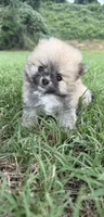 millie , a female Pomeranian for sale in Winston-Salem, NC – 2 of 7