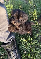 Charlie ( yorkiepoo ), a male Yorkshire Terrier and Poodle - Toy  for sale in Winston-Salem, NC – 6 of 10