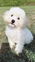 ollie (schnoodle) , a male Miniature Schnauzer and Poodle - Toy  for sale in Winston-Salem, NC – 8 of 9