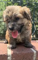 papa bear , a male Shorkie for sale in Winston-Salem, NC – 2 of 7