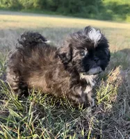 bella (shih-poo), a female Shih Tzu and Poodle - Toy  for sale in Winston-Salem, NC – 7 of 9